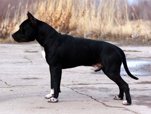Terrierul american Staffordshire Negru