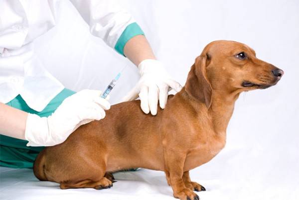 Terapia cu insulină la câinii cu diabet zaharat