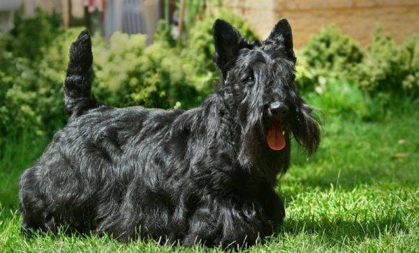 scotch terrier monofonic negru