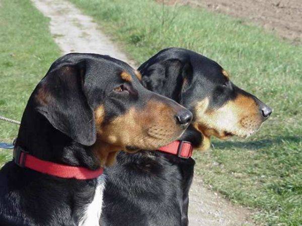 doi câini transilvăneni