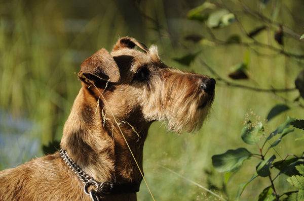 Fotografie frumoasă a Irish Terrier
