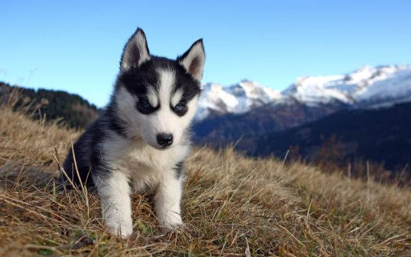 husky câine pe iarbă