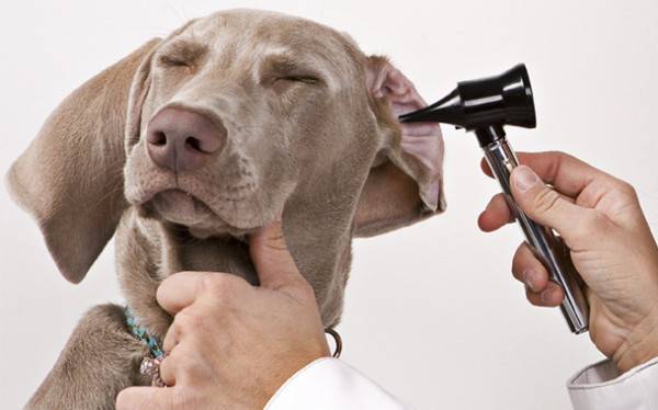 Cum să cureți urechile unui câine