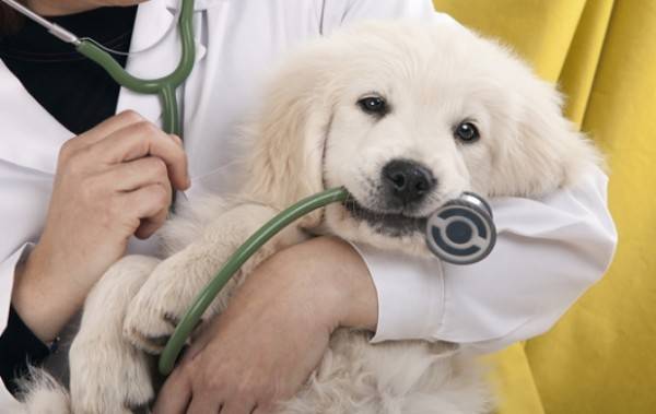 Tratamentul maladiilor la câini