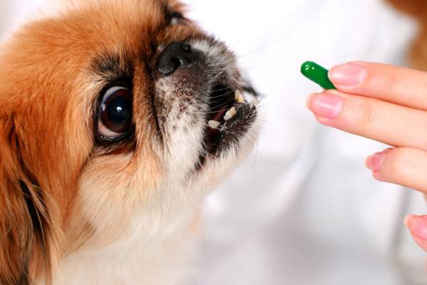 Tratamentul enterocolitei la câini