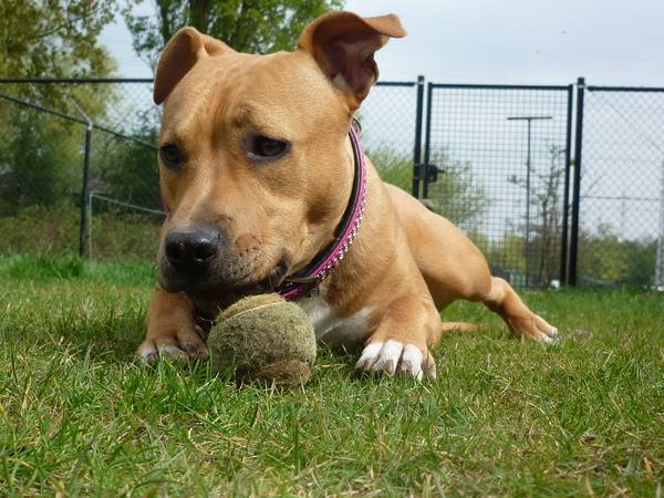 American Staffordshire Terrier cu o minge