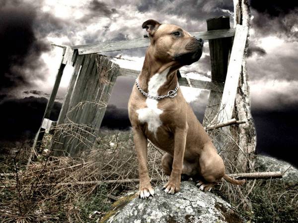 American Staffordshire Terrier pe o piatră