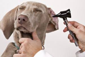 Cum să curățați urechile câinelui