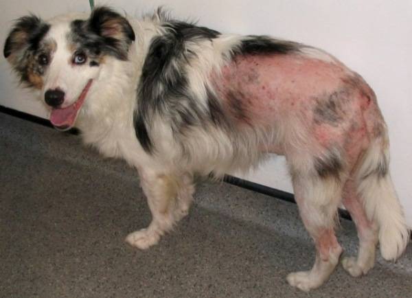 Tratamentul dermatitei la câini