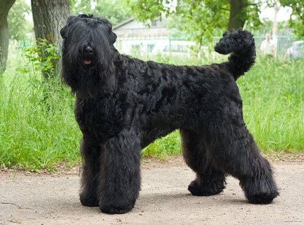 Negru rus Terrier