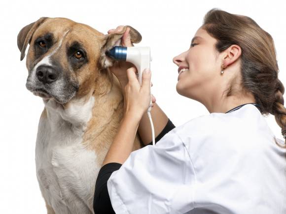 Îngrijirea urechilor câinilor