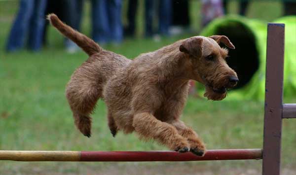iris terrier jumping