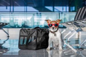 câine la aeroport