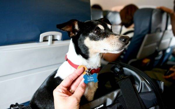 Transportul animalelor în avion