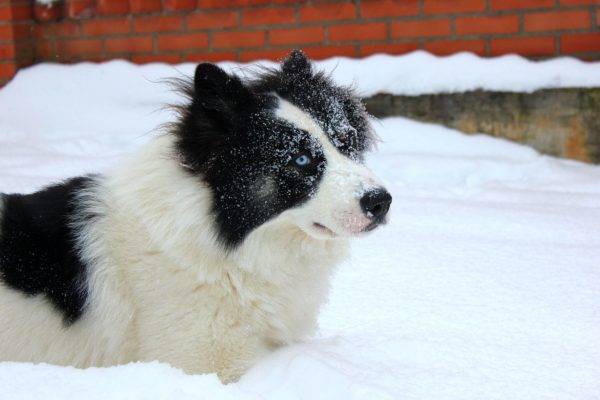 Yakut husky în zăpadă
