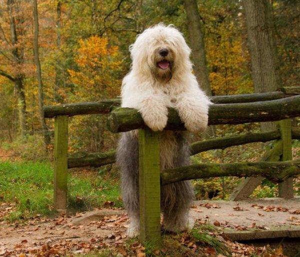 Câine Bobtail în pădure