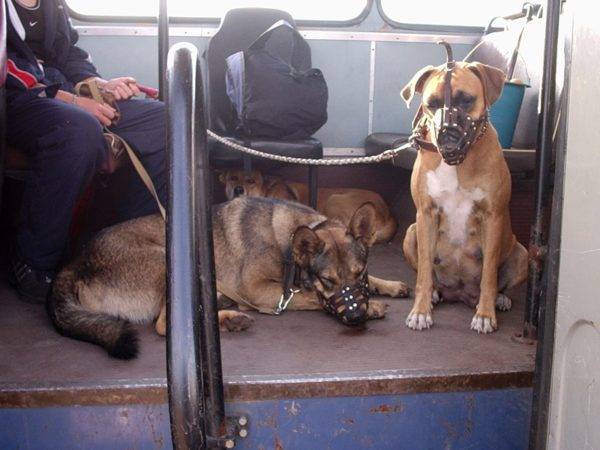 Câinii de transport în transportul public