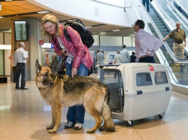 Transportul aerian al unui câine în străinătate
