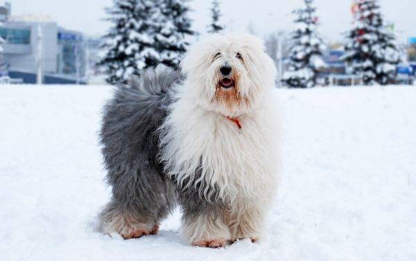 Câine Bobtail iarna