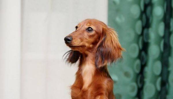 Șușă de dachshund cu păr lung