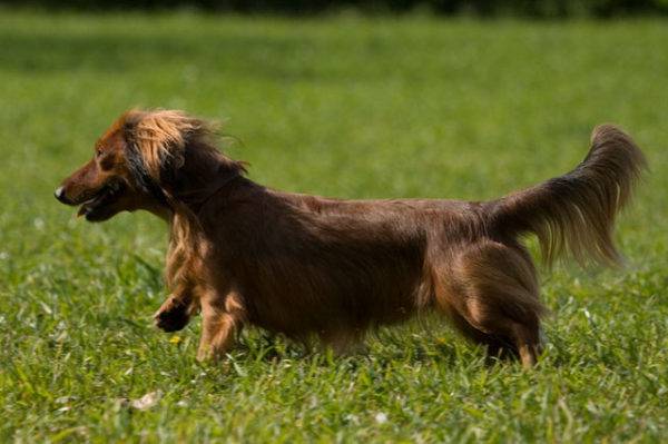Descrierea rasei de dachshund cu păr lung