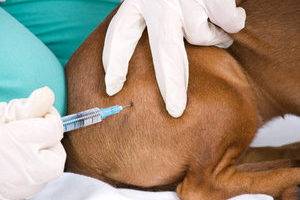 Cum se injectează un câine