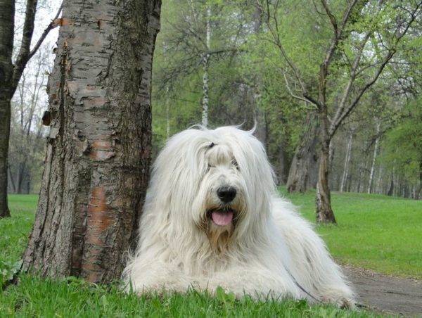 Câine ciobănesc din Rusia