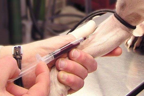 Testul general de sânge la chistul unui câine