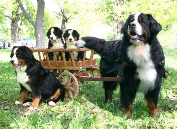Familia de câini de munte din Bern