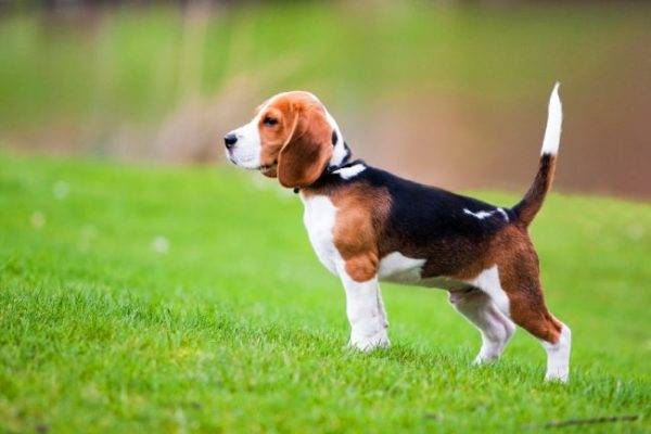 Beagle câine