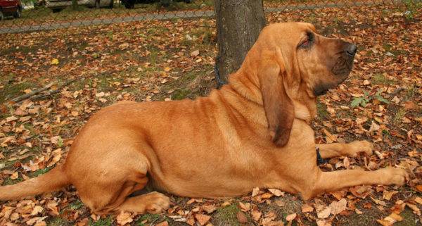 Redhead bloodhound