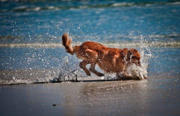 câine mic în apă