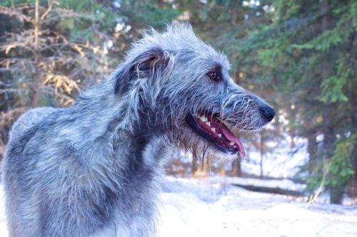 Greu-albastru irlandez Wolfhound