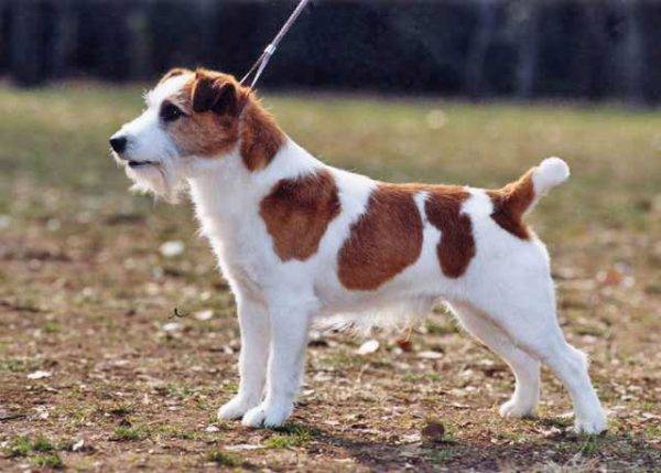 Vechiul Jack Russell Terrier