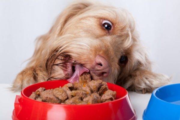 câinele mănâncă mâncare umedă