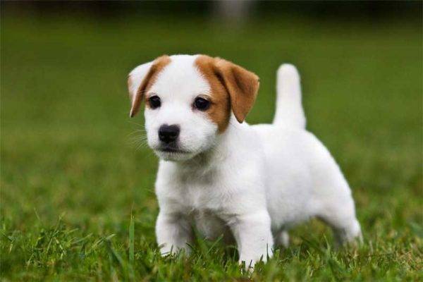 Îngrijirea Terrierului Jack Russell Terrier