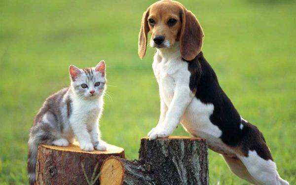 Beagle și pisică