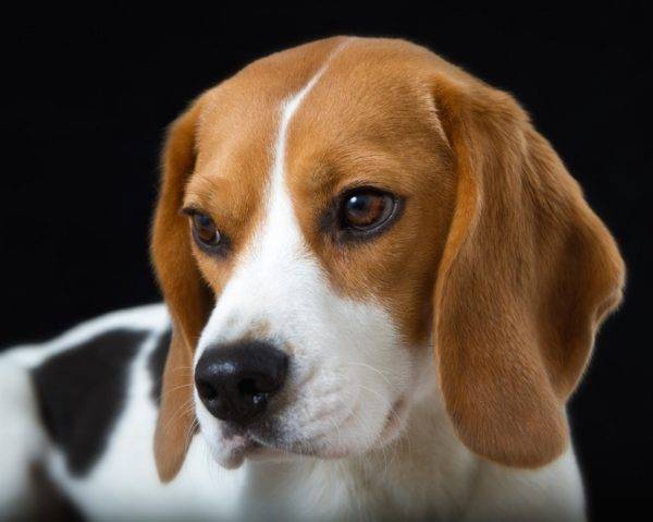 Foarte frumos beagle