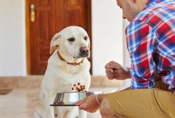 Câinele nu vrea să mănânce cu pancreatită