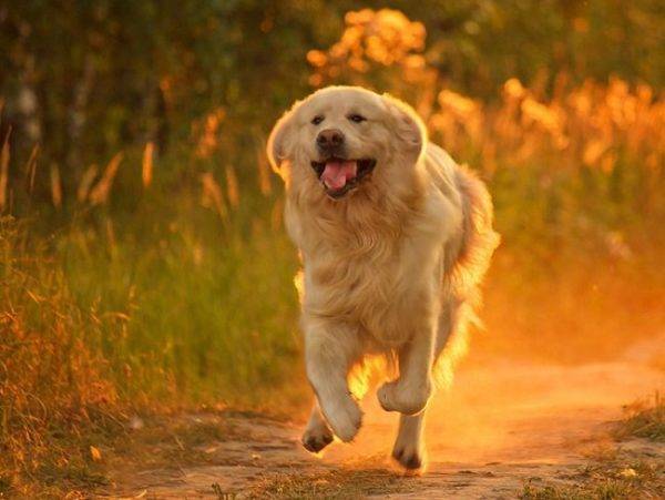 câine fericit aleargă