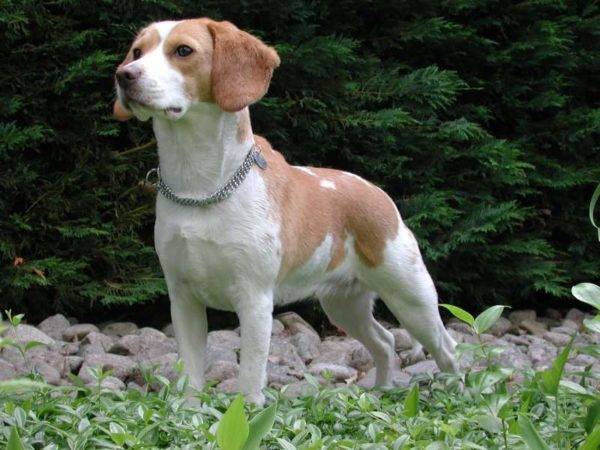 Alb beagle