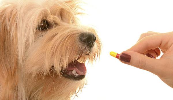 Antibiotice pentru câini cu pneumonie