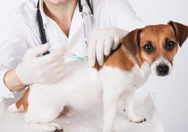 Inocularea câinelui din lipsă