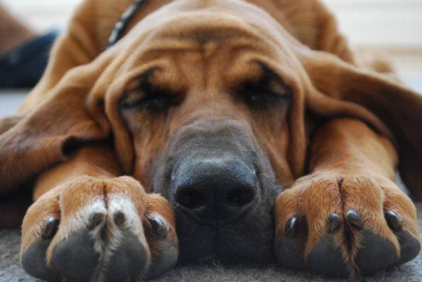 Bloodhound dormește
