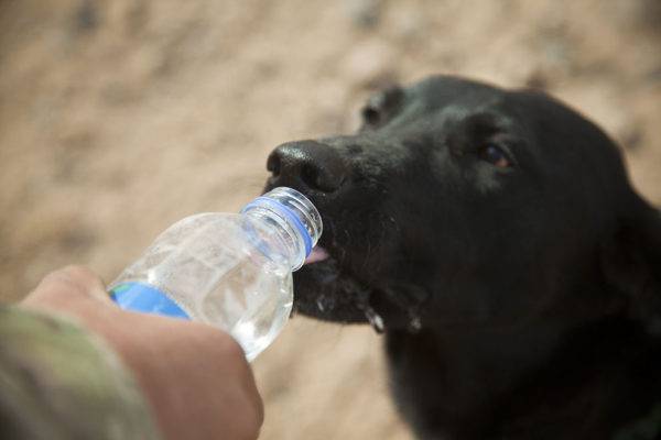 Pancreatita la câinii tratați cu apă și cereale