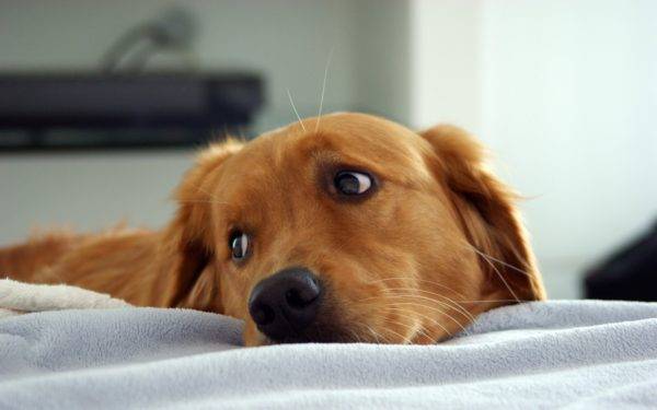 Simptomele endometritei la câini