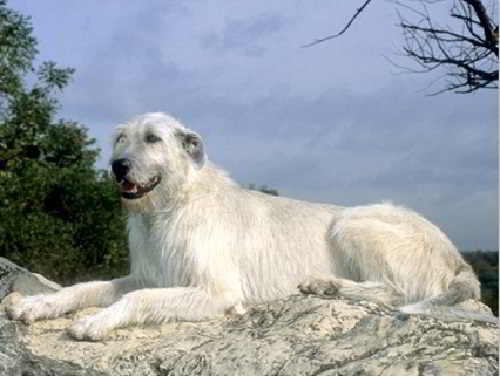 White Wolfhound irlandez