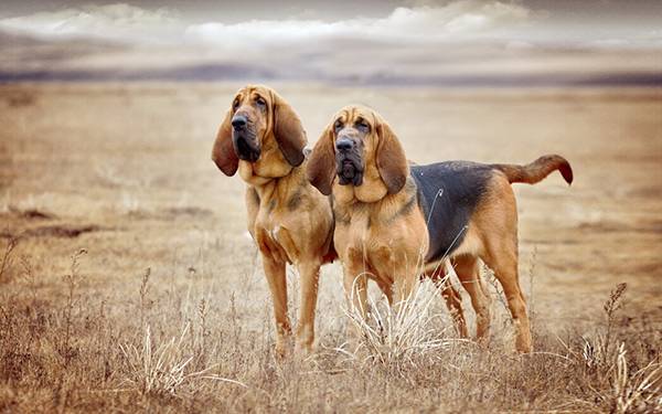 Bloodhounds pe teren