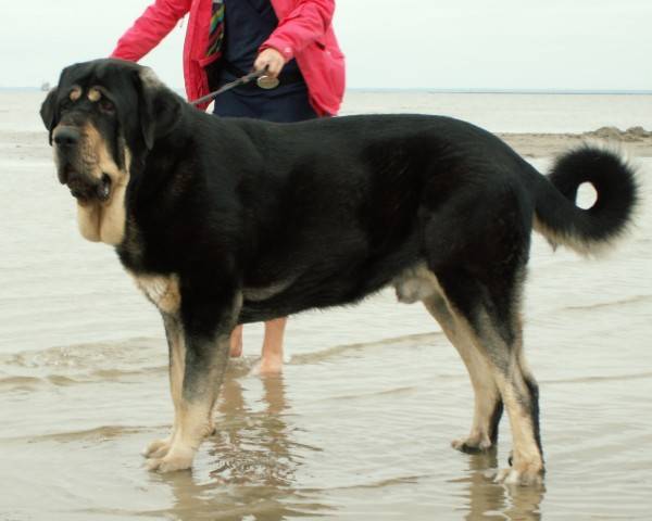 Mastiff spaniol pe plaja