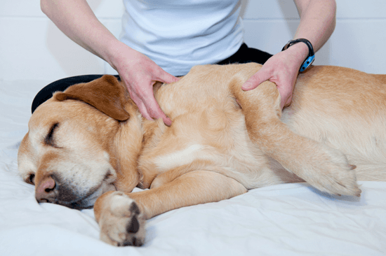 Câine de masaj cu pneumonie
